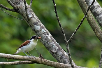 Tiger Shrike Unknown Spots Unknown Date