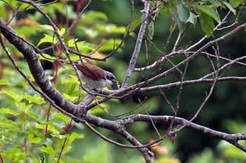 Tiger Shrike Unknown Spots Unknown Date