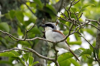 Tiger Shrike Unknown Spots Unknown Date