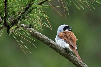 Tiger Shrike Unknown Spots Unknown Date