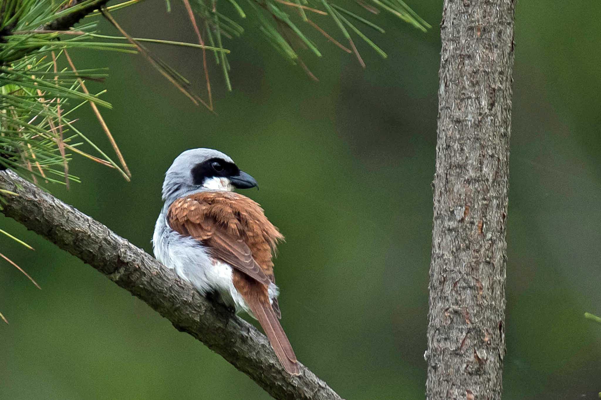 Photo of Tiger Shrike at  by Tanago Gaia (ichimonji)