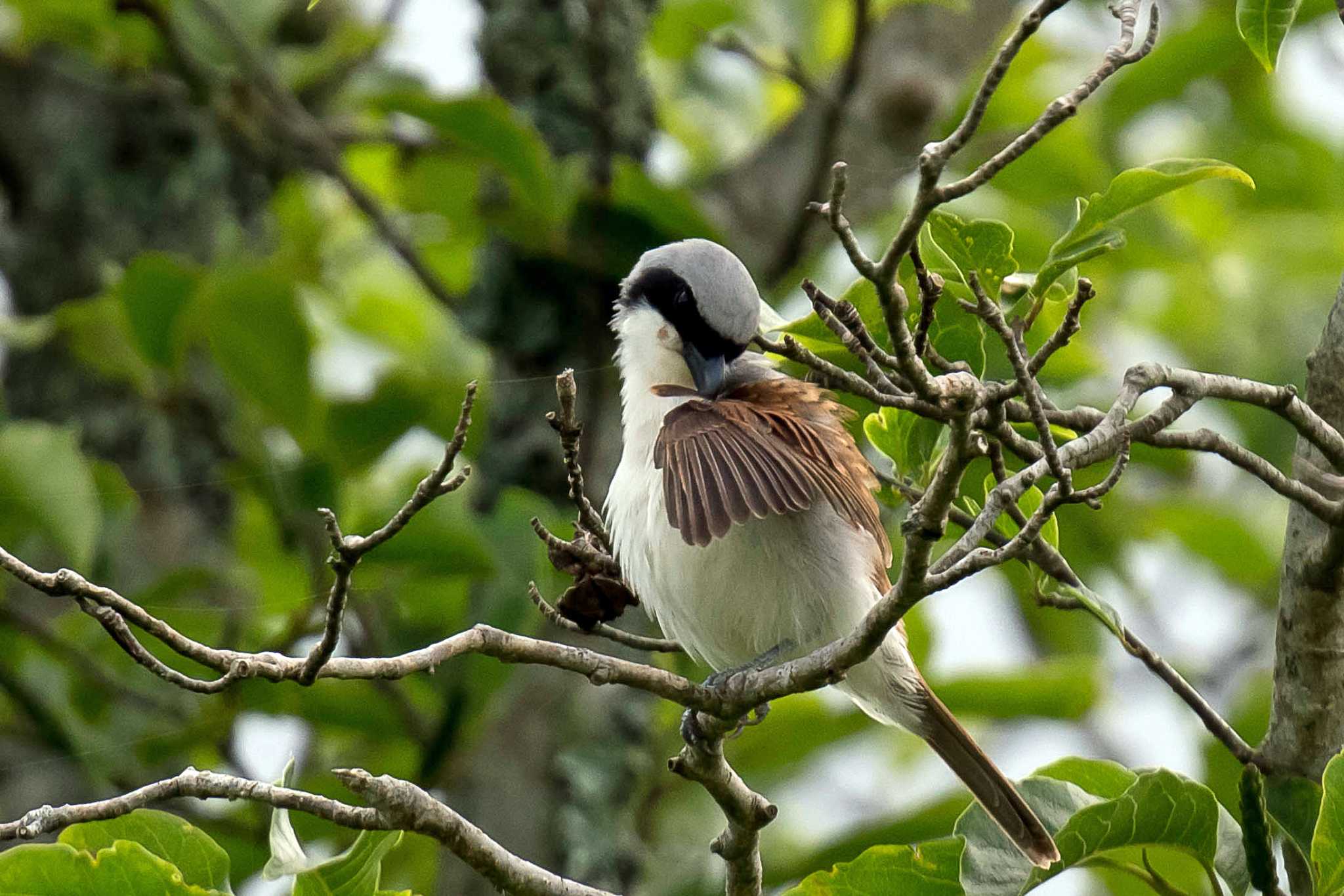 Photo of Tiger Shrike at  by Tanago Gaia (ichimonji)