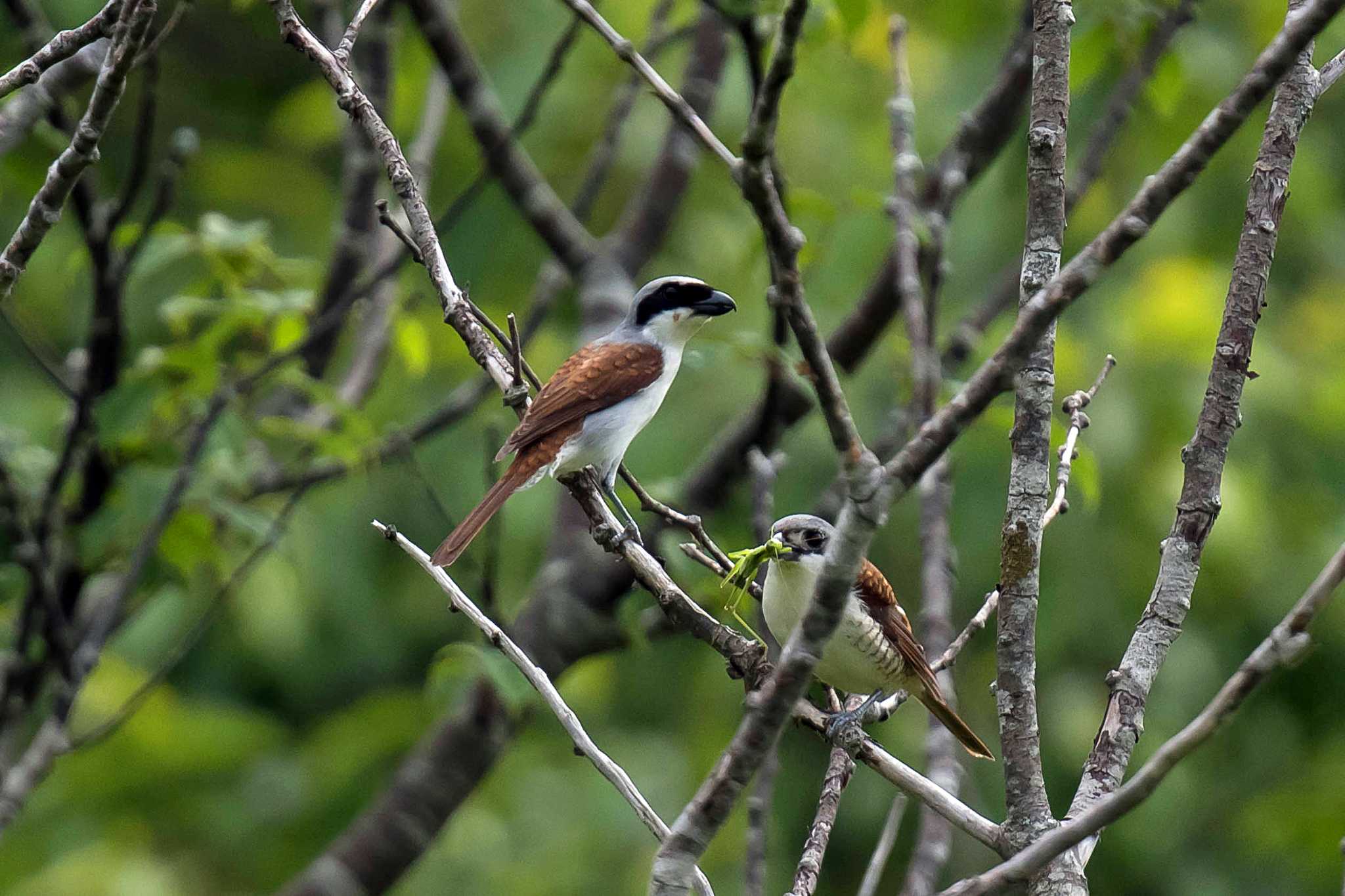 Photo of Tiger Shrike at  by Tanago Gaia (ichimonji)