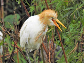 アマサギ 土浦 2021年7月3日(土)