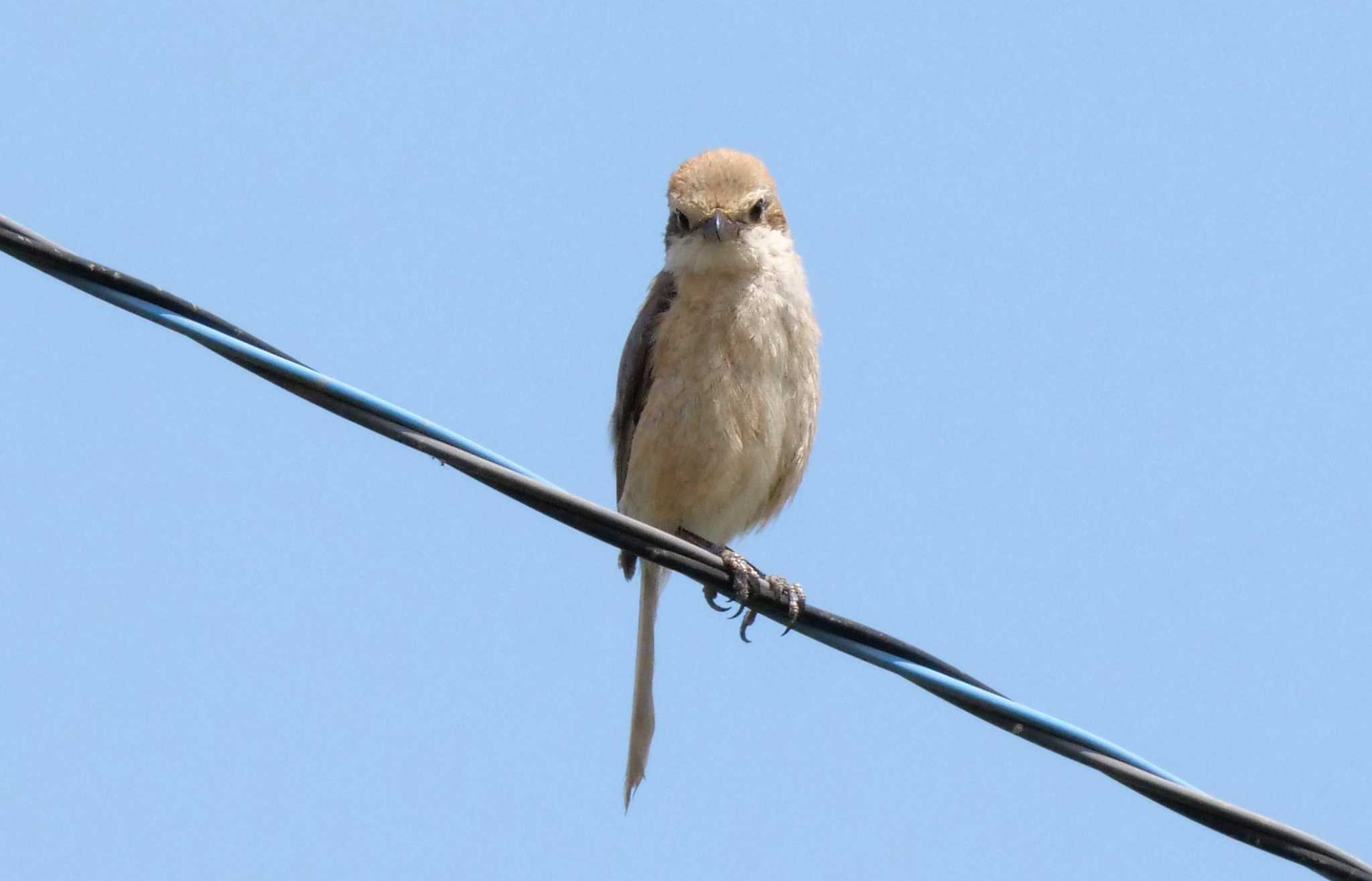 夏にモズさん見るのは初？