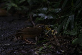 2021年7月8日(木) 相模原市の野鳥観察記録