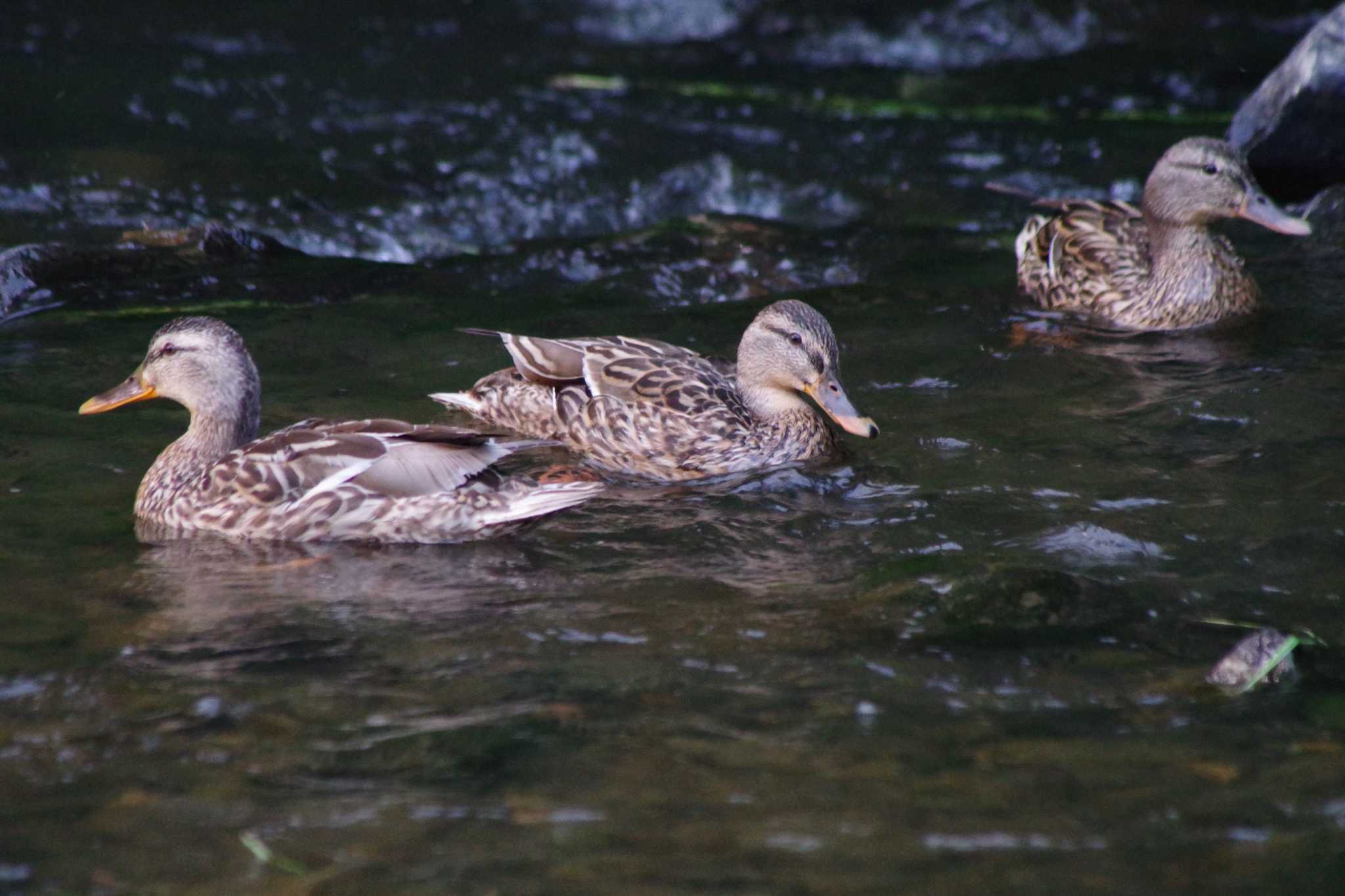 福井緑地(札幌市西区) マガモの写真