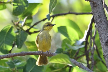 Yellow Honeyeater Laura (Australia) Sat, 10/19/2019