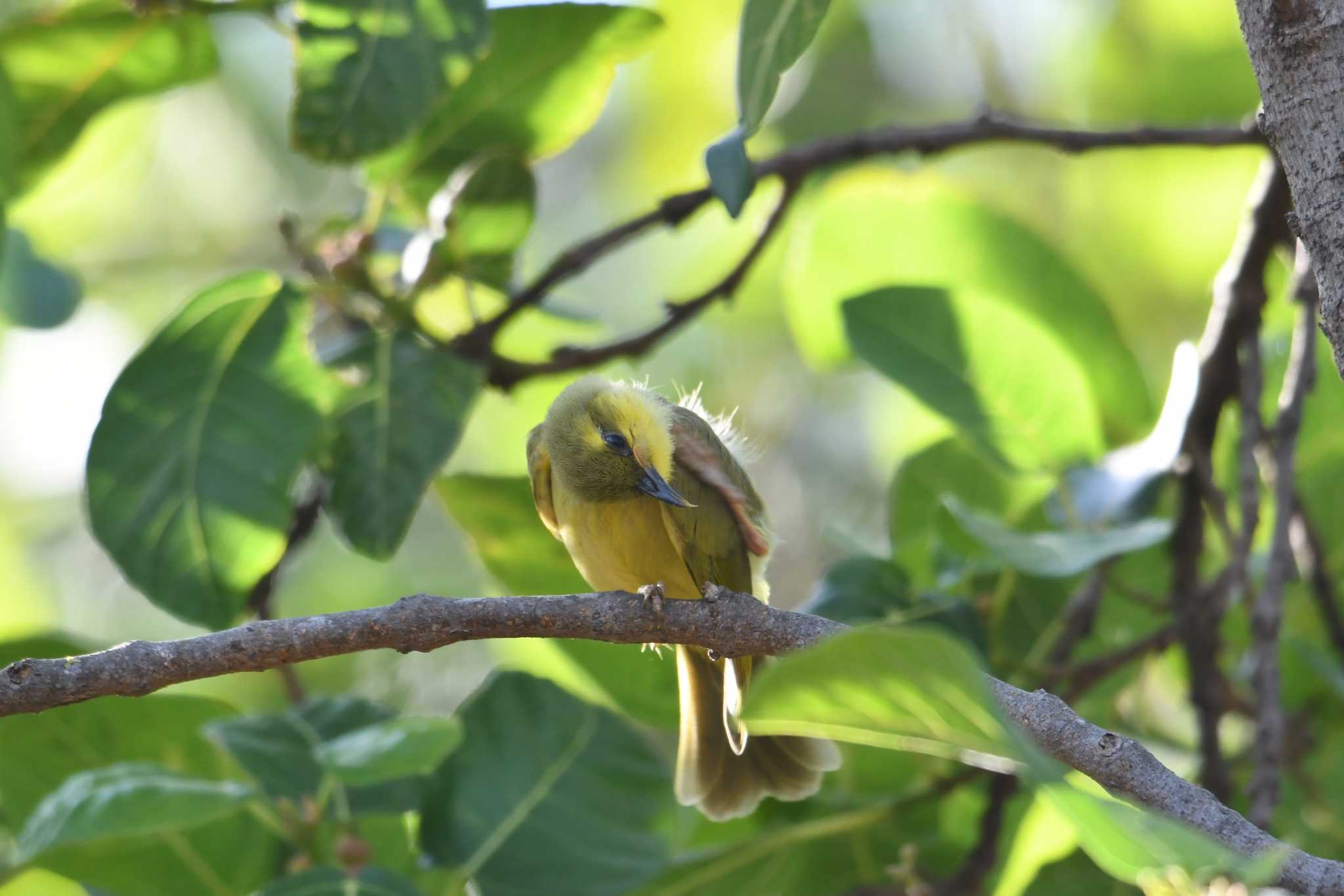 Photo of Yellow Honeyeater at Laura (Australia) by あひる