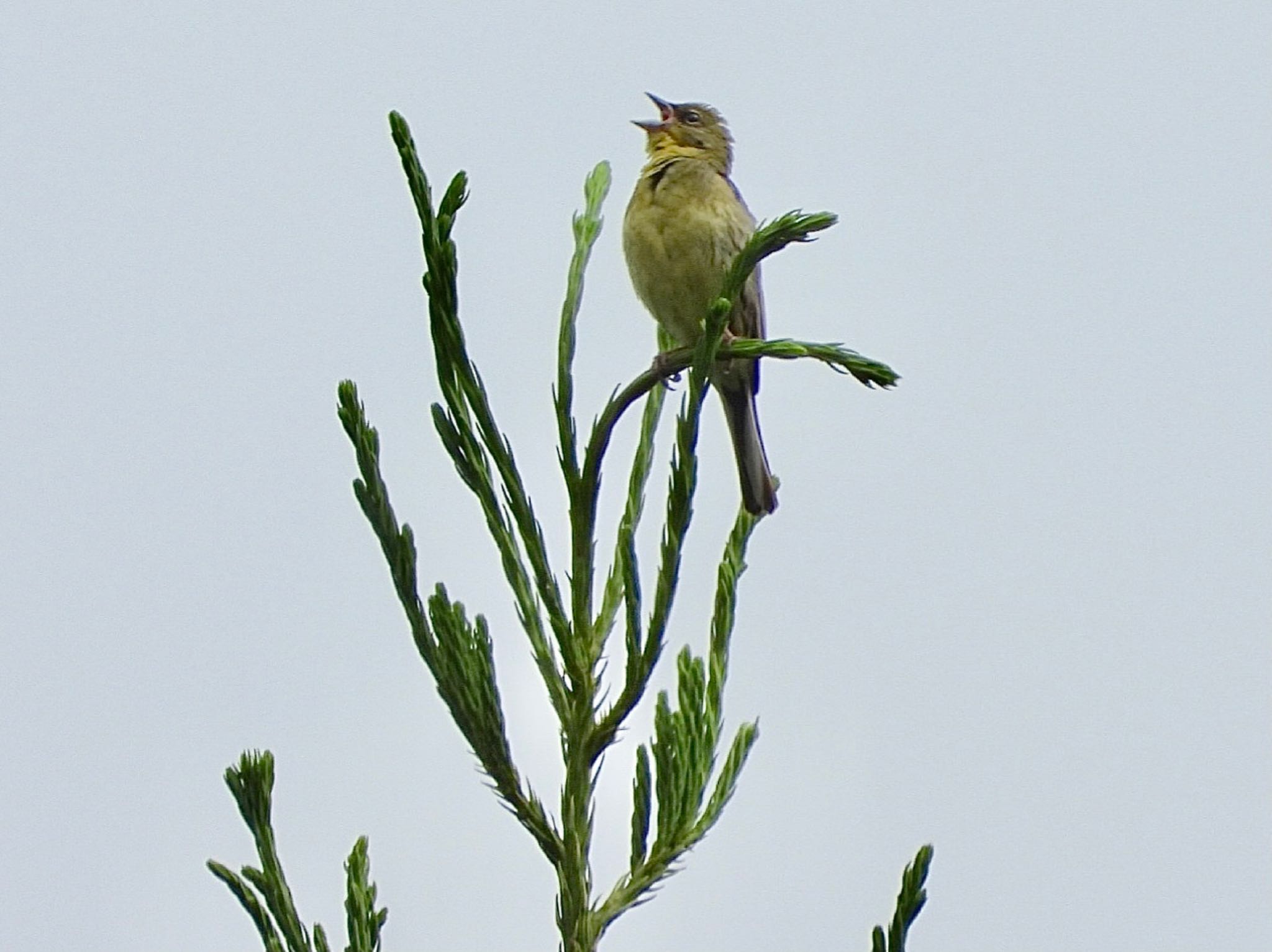 ノジコの高鳴き