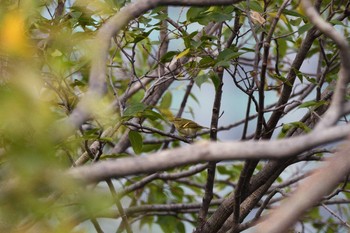 Yellow-browed Warbler Osaka castle park Sun, 11/1/2020