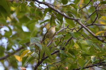 Kamchatka Leaf Warbler Osaka castle park Sun, 11/1/2020