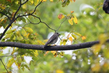 Grey-streaked Flycatcher Osaka castle park Sat, 9/26/2020