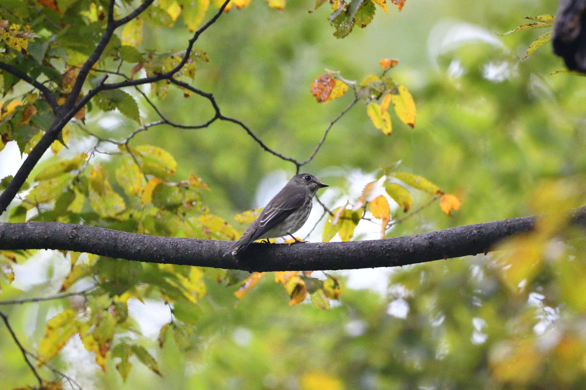 Grey-streaked Flycatcher