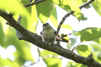 エナガ 明石公園 2021年5月30日(日)