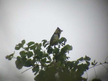 Crested Barbet