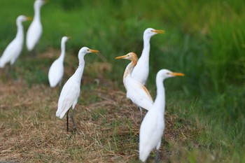 アマサギ 場所が不明 2020年8月22日(土)