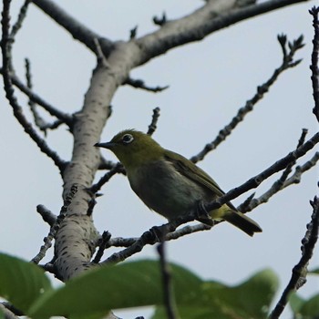 2021年7月9日(金) りょうぶの道(滋賀県草津市)の野鳥観察記録