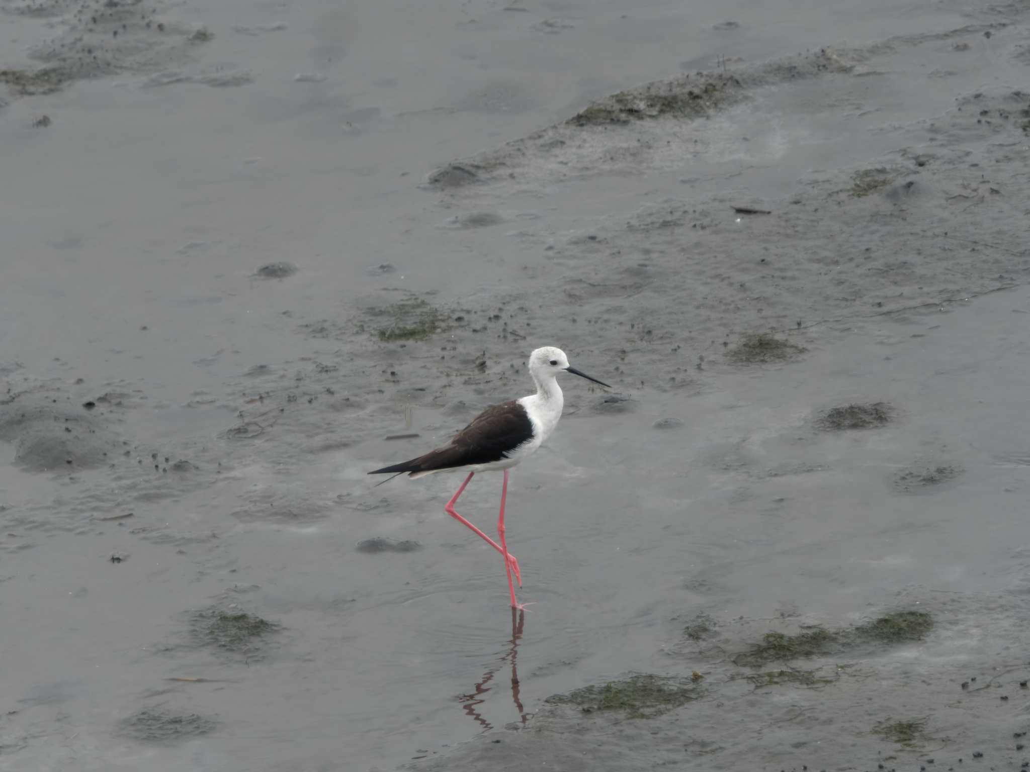 東京港野鳥公園 セイタカシギの写真 by 丁稚