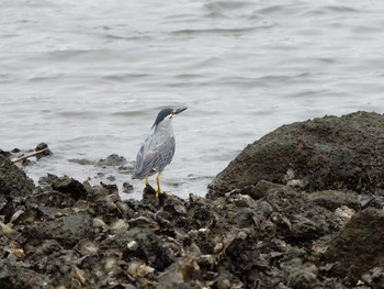 2021年7月8日(木) 東京港野鳥公園の野鳥観察記録