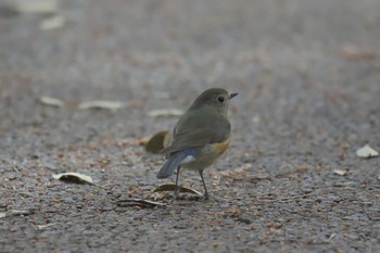 ルリビタキ 京都府立植物園 2017年3月25日(土)