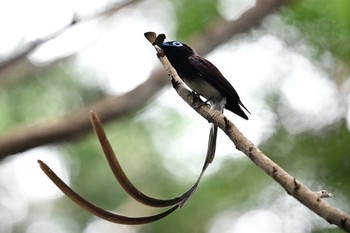 Black Paradise Flycatcher 鎌北湖 Fri, 6/18/2021