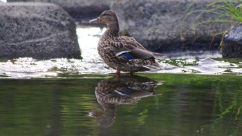 2021年7月9日(金) 福井緑地(札幌市西区)の野鳥観察記録