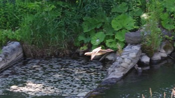 マガモ 福井緑地(札幌市西区) 2021年7月9日(金)