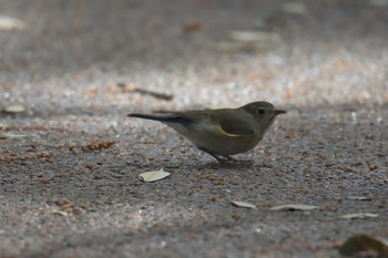 ルリビタキ 京都府立植物園 2017年3月25日(土)