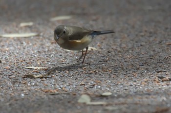 ルリビタキ 京都府立植物園 2017年3月25日(土)