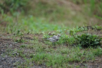 2021年7月9日(金) 松江市の野鳥観察記録