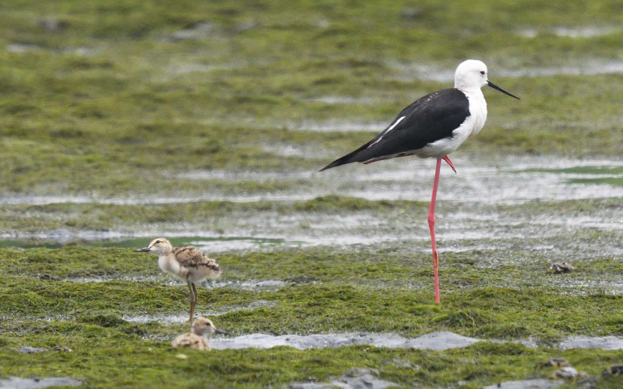 東京港野鳥公園 セイタカシギの写真 by しげじー