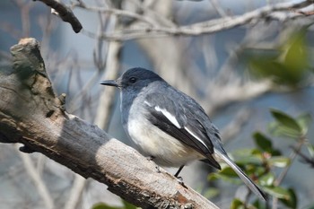 Oriental Magpie-Robin Unknown Spots Thu, 2/11/2021