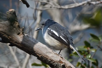 Oriental Magpie-Robin Unknown Spots Thu, 2/11/2021