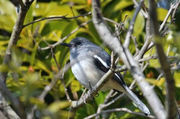 Oriental Magpie-Robin Unknown Spots Thu, 2/11/2021