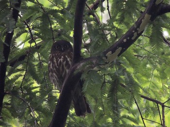 2021年7月9日(金) 高尾山の野鳥観察記録