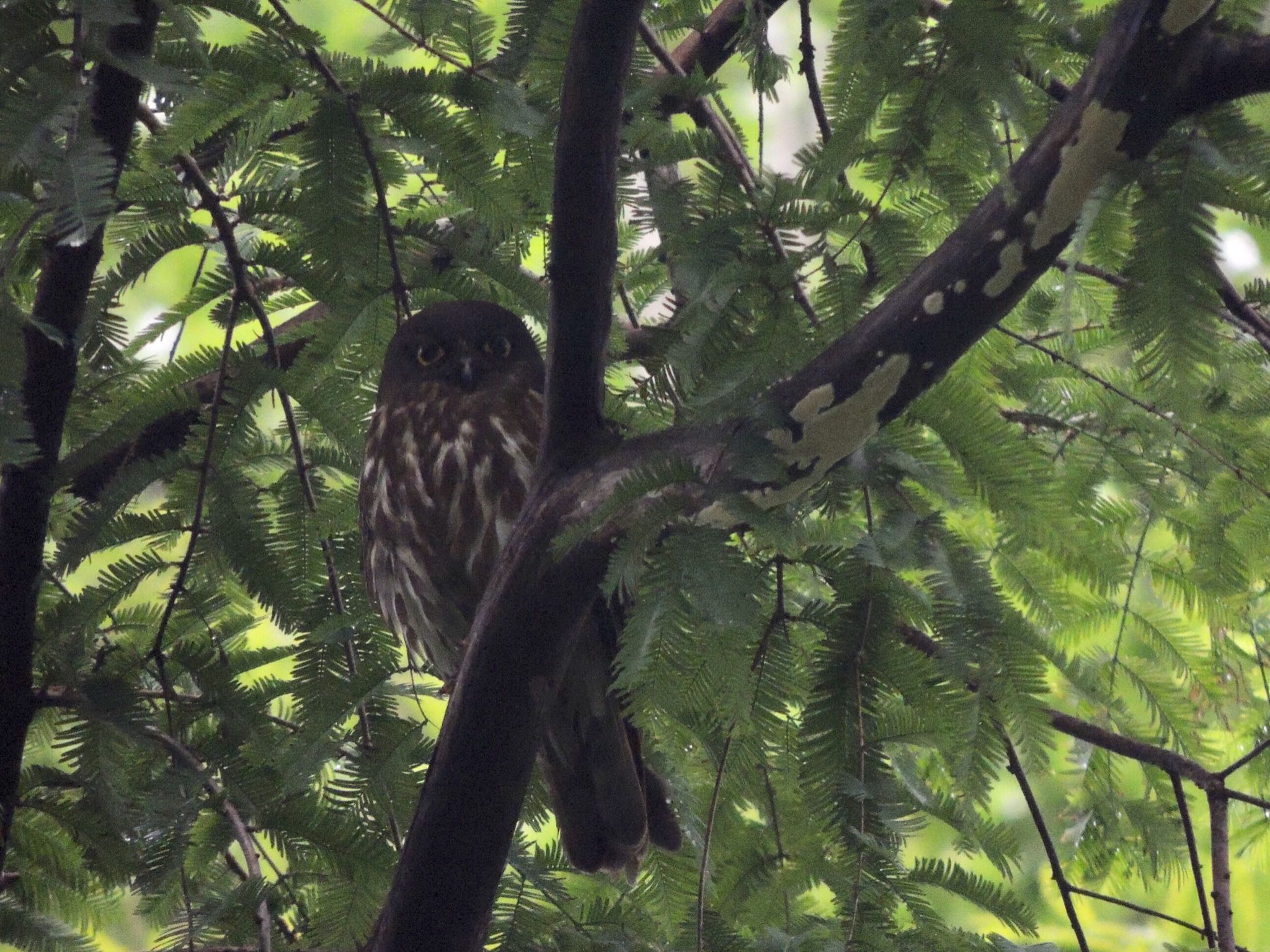 高尾山 アオバズクの写真 by すまるのたま