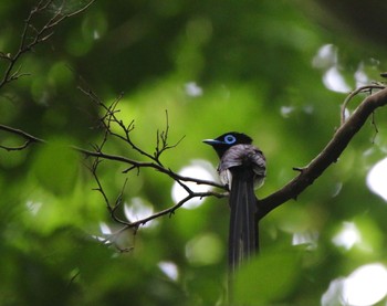 Black Paradise Flycatcher 埼玉県 Mon, 6/14/2021