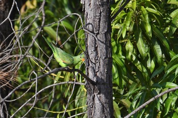 Red-winged Parrot Laura (Australia) Sat, 10/19/2019