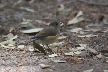 Red-flanked Bluetail 京都府立植物園 Sat, 3/25/2017