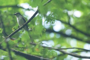 サンショウクイ 陣馬山 2021年6月20日(日)