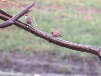 Common Waxbill ザンビア Unknown Date