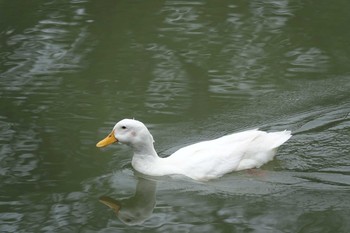 アヒル 倉敷市酒津公園 2021年7月10日(土)