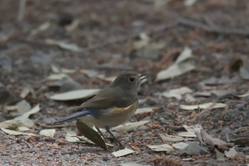 Red-flanked Bluetail 京都府立植物園 Sat, 3/25/2017