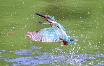 カワセミ 薬師池公園 2021年7月10日(土)