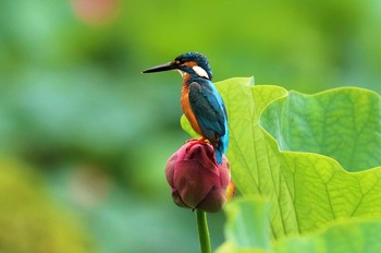 カワセミ 薬師池公園 2021年7月10日(土)