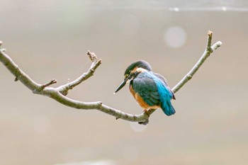 カワセミ 奈良公園 2021年7月10日(土)