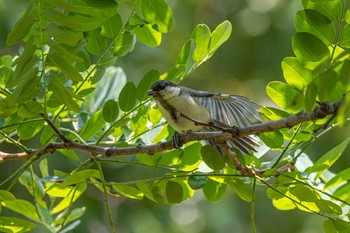 Japanese Tit 石ケ谷公園 Fri, 6/25/2021