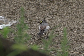 ハクセキレイ 多摩川二ヶ領宿河原堰 2021年7月10日(土)