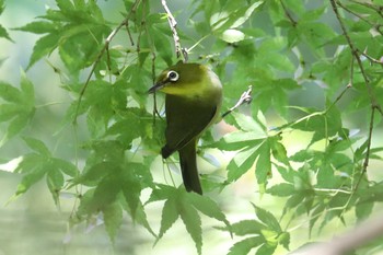 メジロ 明石公園 2021年5月30日(日)